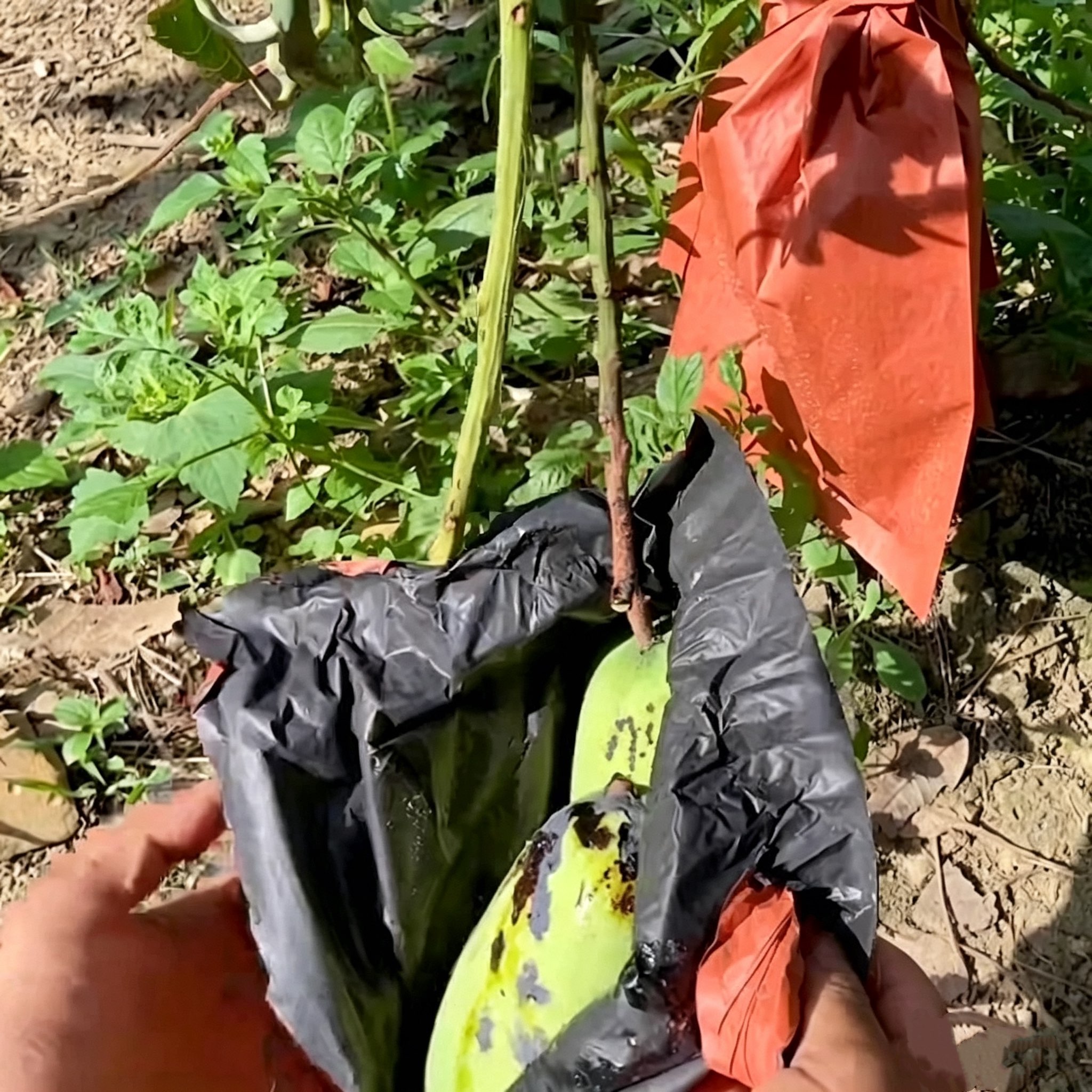 High fruit rot rate after mango bagging? Check if you've overlooked these 4 critical details