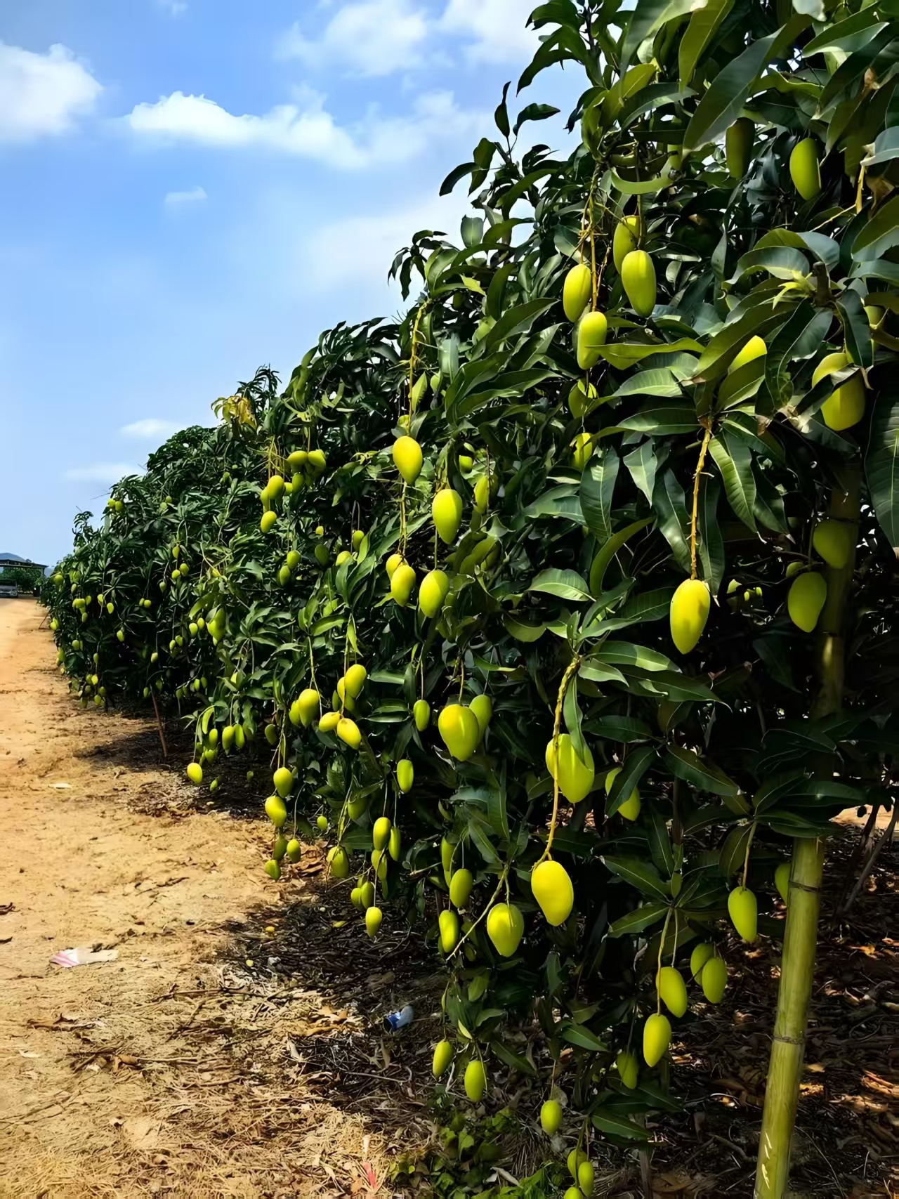 Why Zhangzhou, Fujian is the Perfect Home for FonSong's Freeze-Dried Fruits and Vegetables