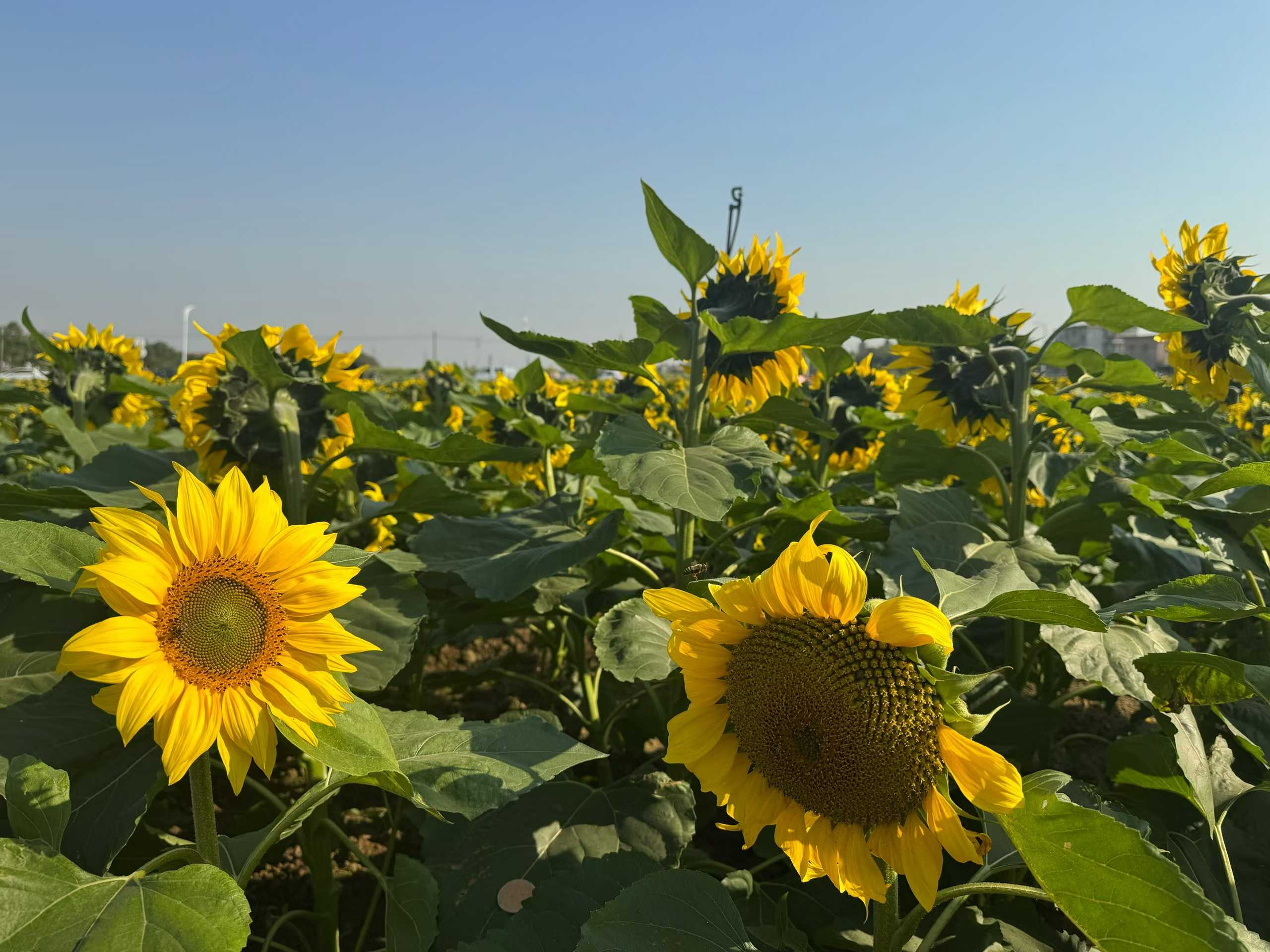 The Power of Ozone Water for Greenhouses & Gardens: A Chemical-Free Way to Kill Pests and Boost Plant Health