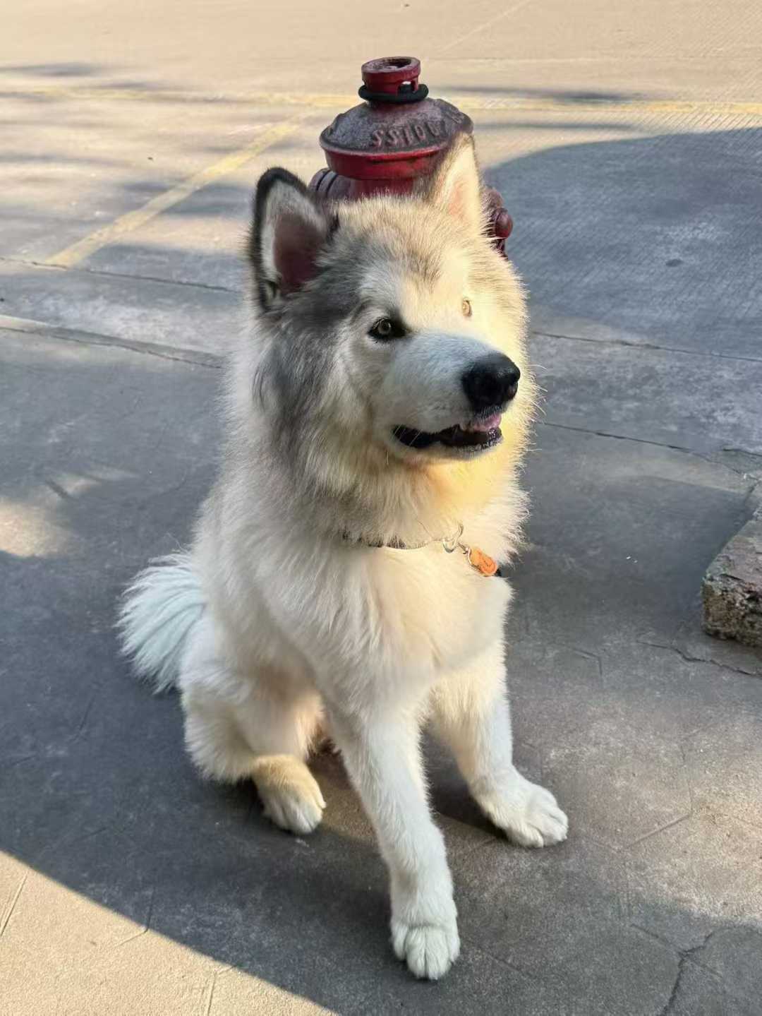 Why Ozone Water is the Future of Pet Spa & Dog Grooming: Chemical-Free Sanitization for Pet Wellness