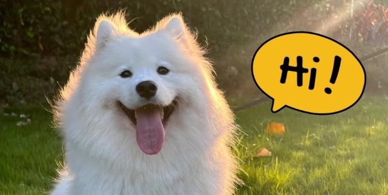 Why Ozone Water Is the Future of Pet Grooming (and How Retailers Can Capitalize)