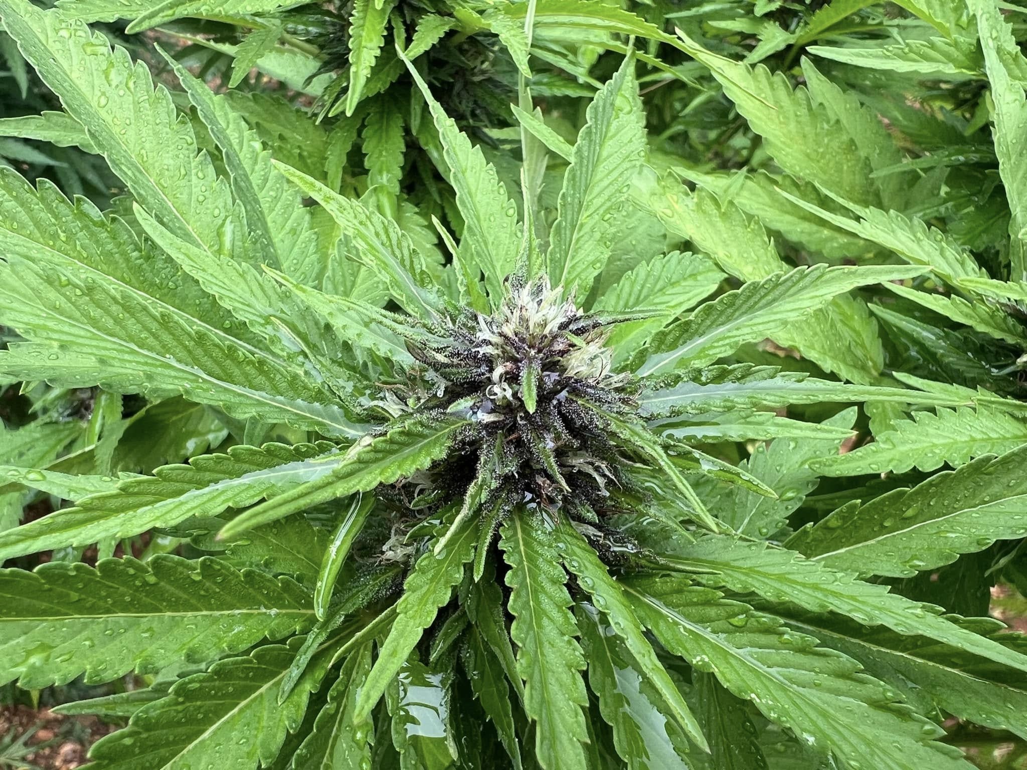 How Ozone Tech Eliminates Root Rot & Mold in Commercial Cannabis Grows