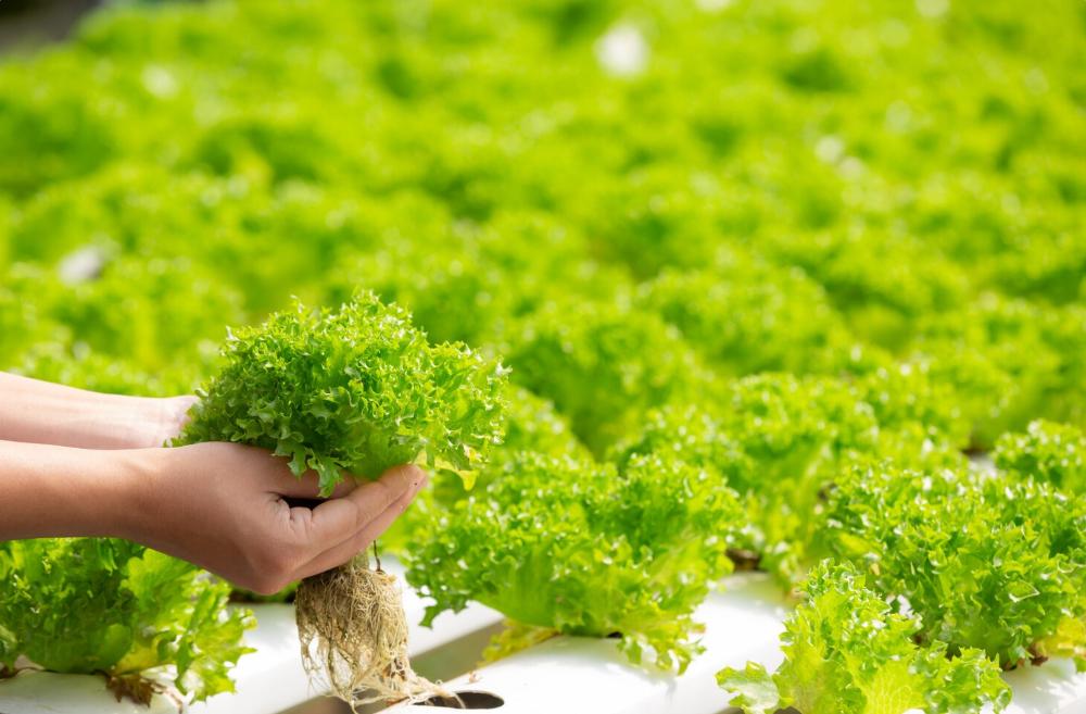 How to Stop Root Rot and Boost DO in Hydroponics: The Ultimate Guide to Commercial Ozone Water Treatment