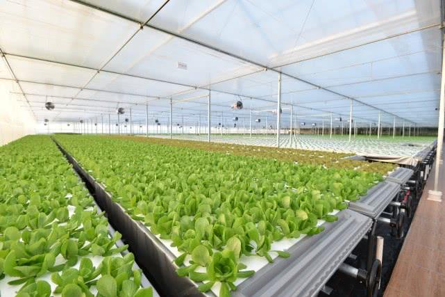 How Ozone Disinfection Eliminates Pythium & Boosts Hydroponic Yields (Without Chemicals)