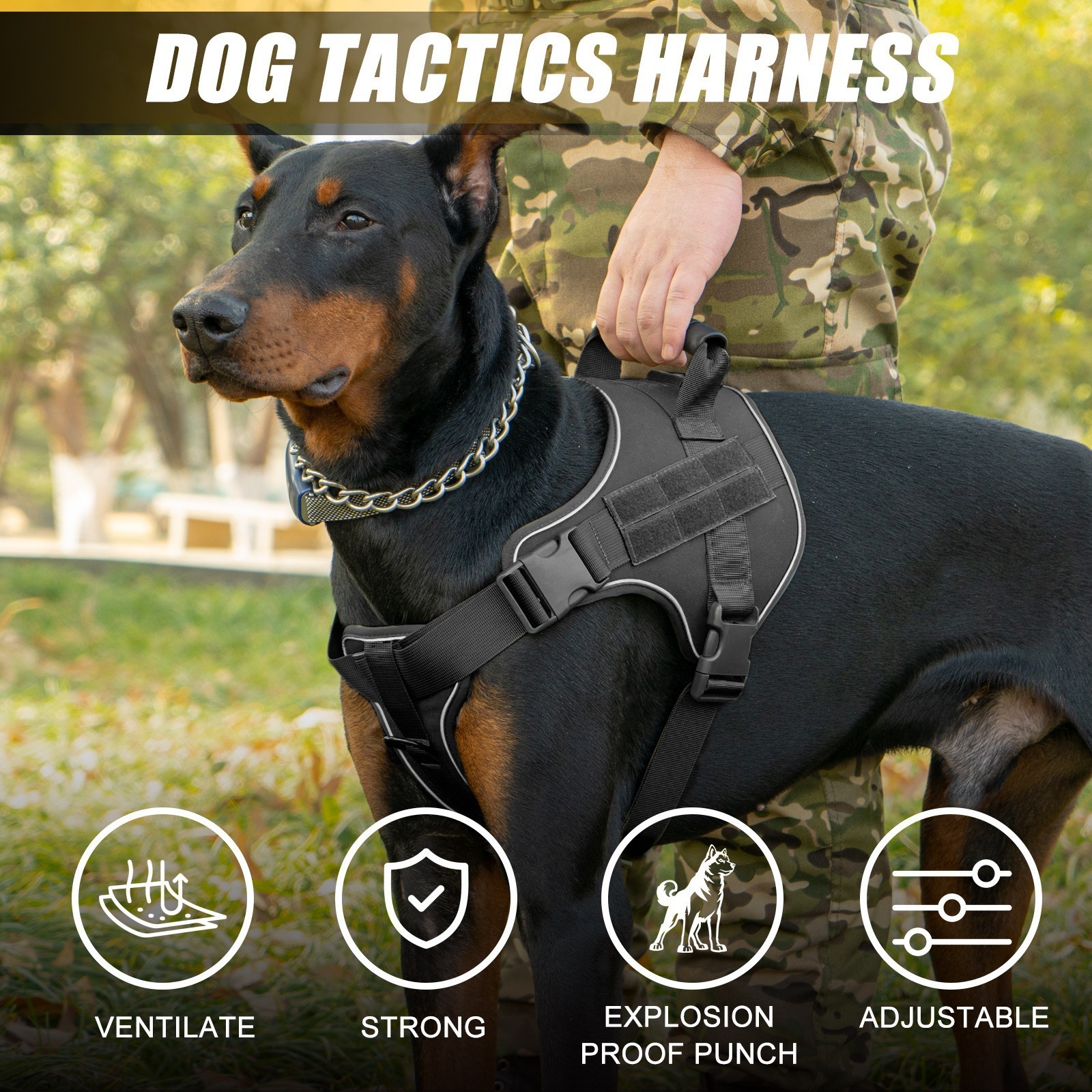 How to Choose the Best Dog Leash: A Complete Guide for Pet Owners
