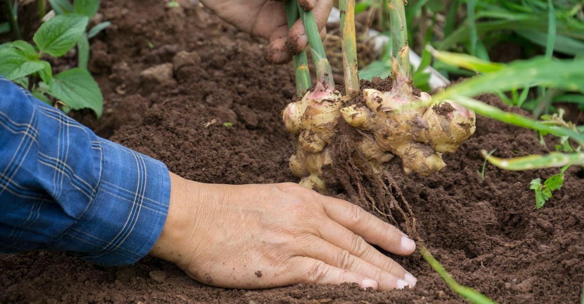 How Huasheng Ensures Ginger Quality & Food Safety: From Farm to Your Port