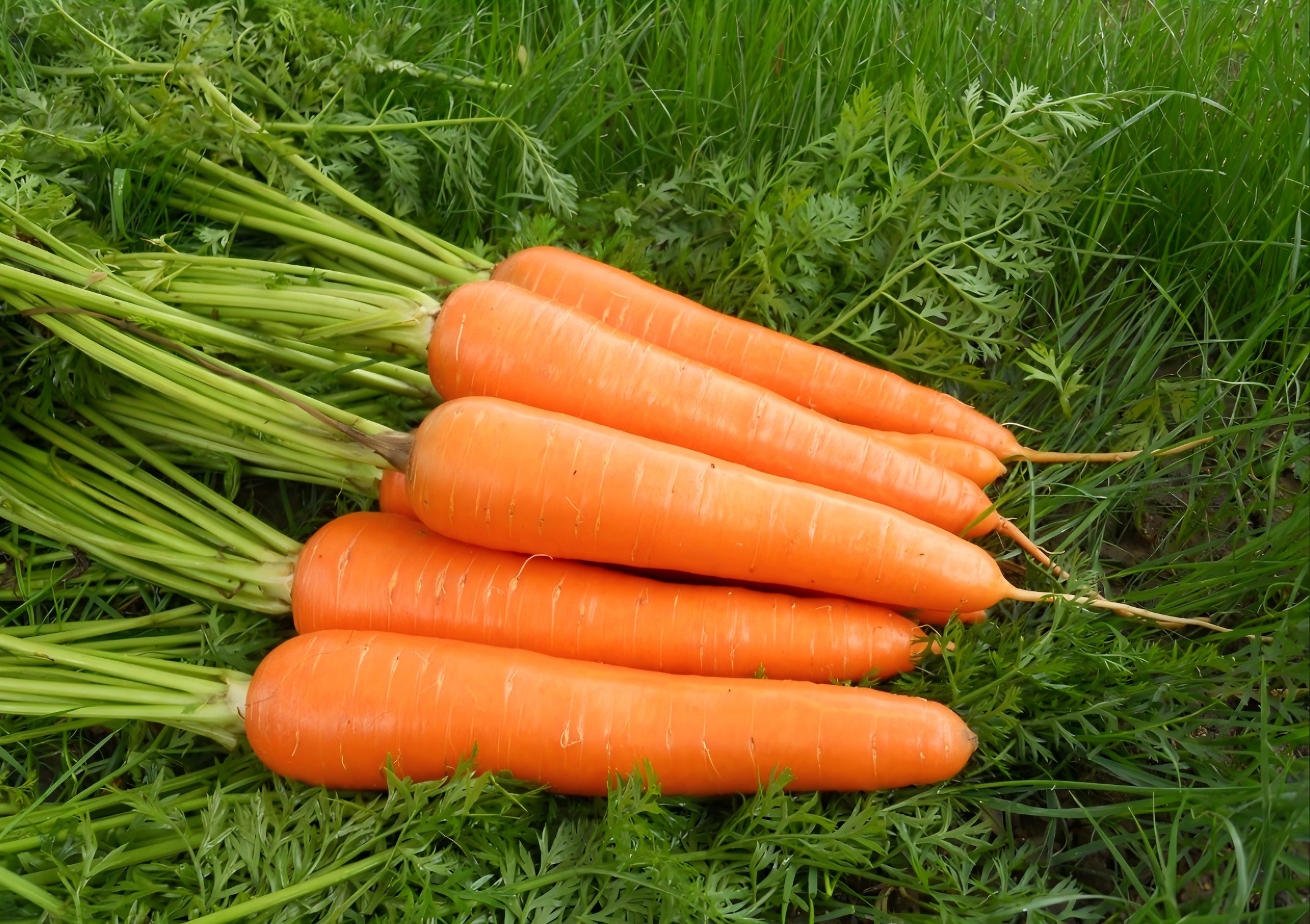Carrot