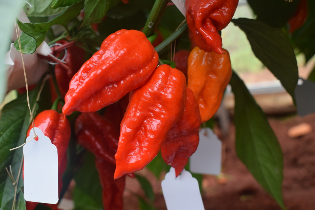 Capsanthin: The Vibrant Red Pigment Powering Multiple Industries