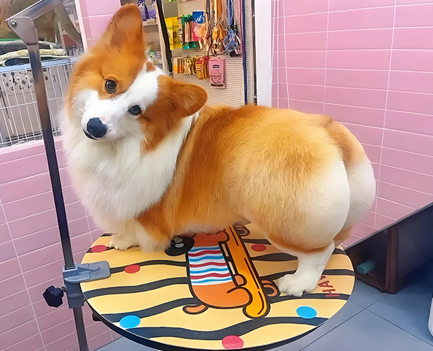 Ms Corgi Doggy Daycare