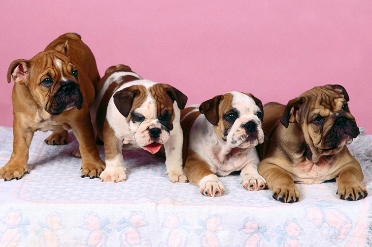 Corgi Grooming Services: What’s Included for Your Furry Friend