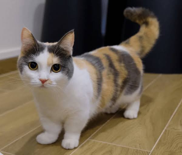 What is a munchkin cat?