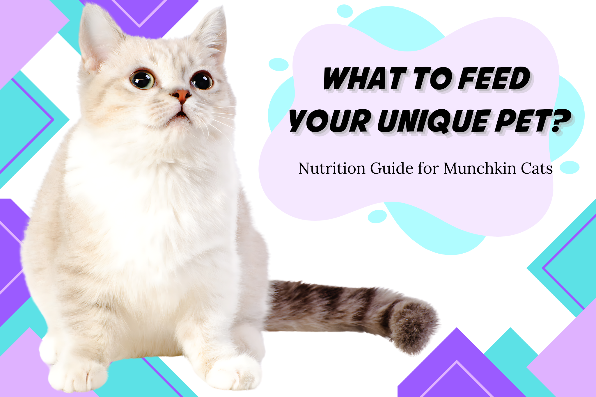 Nutrition Guide for Munchkin Cats: What to Feed Your Unique Pet