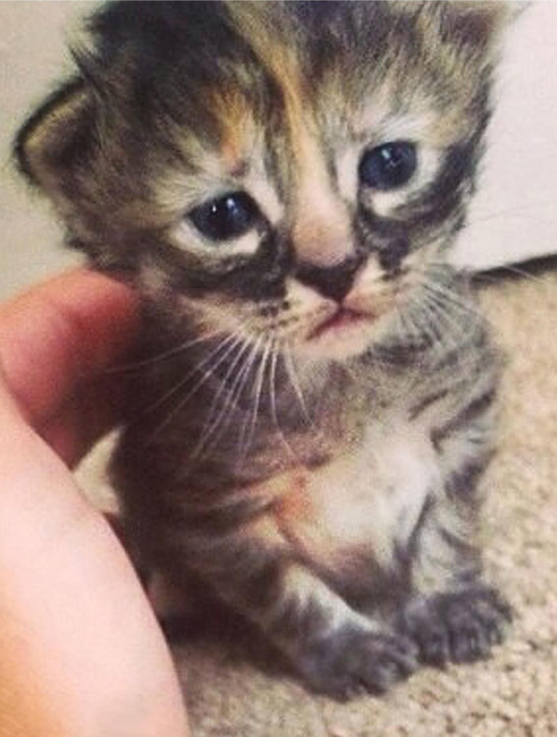 How Cats Show Love to Humans: Decoding Feline Affection