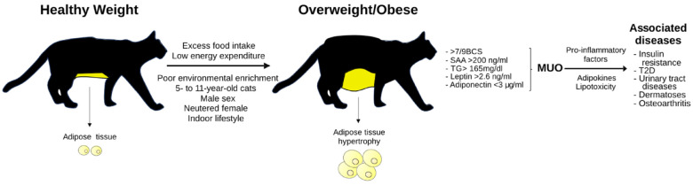 Cat Obesity