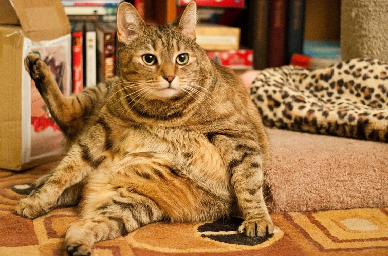Overweight and obesity in domestic cats: epidemiological risk factors and associated pathologies