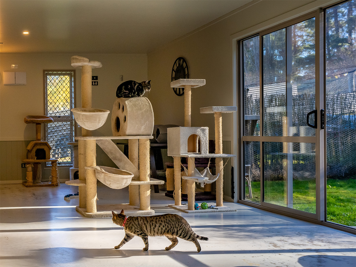 The Ultimate Guide to Cat Daycare: Benefits and How to Choose the Best for Your Cat