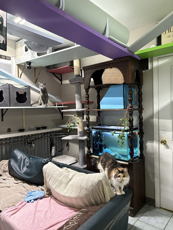 daycare for cat