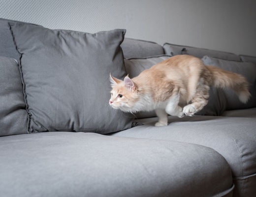 cat zoomies