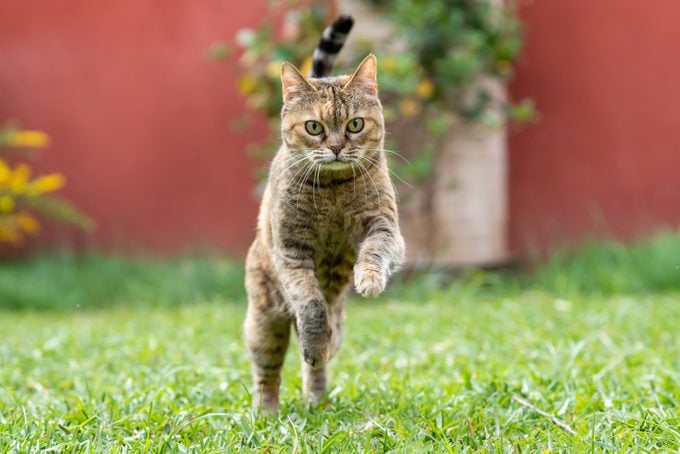 Cat Zoomies Explained: Causes, Play Tips & When to Worry