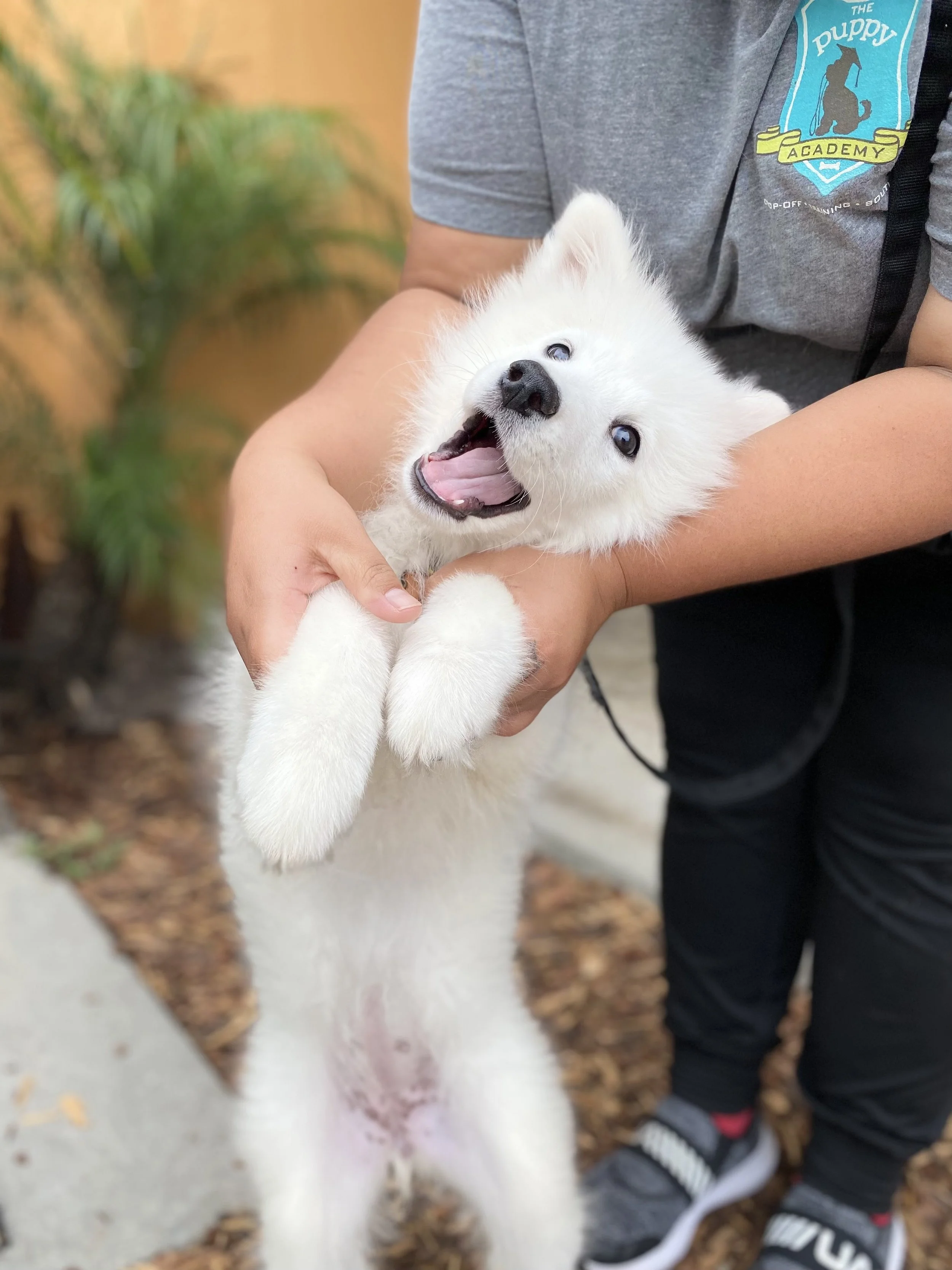 Puppy Obedience Training: Essential Steps for Success at Home