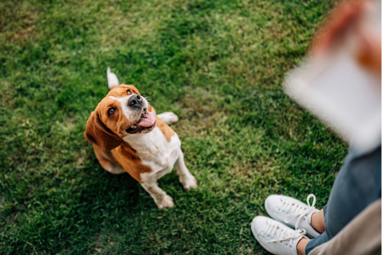 Puppy Obedience Training