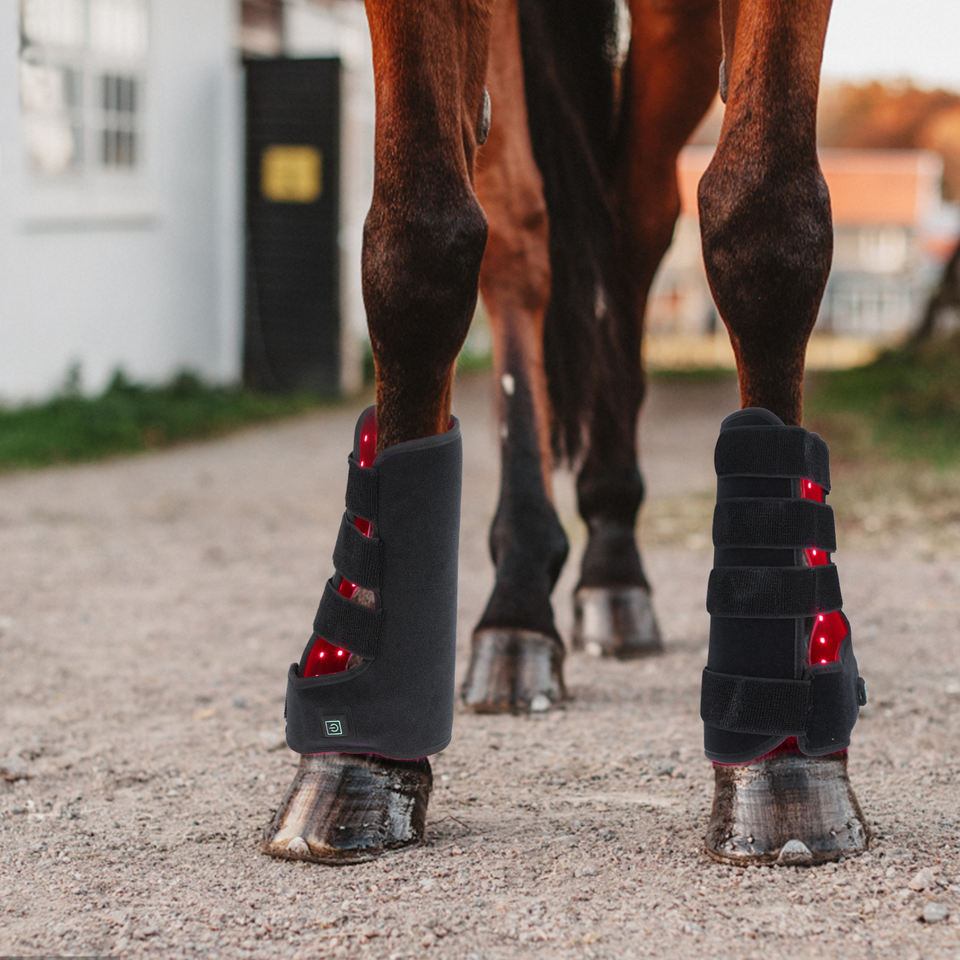 Horse red light treatment boots