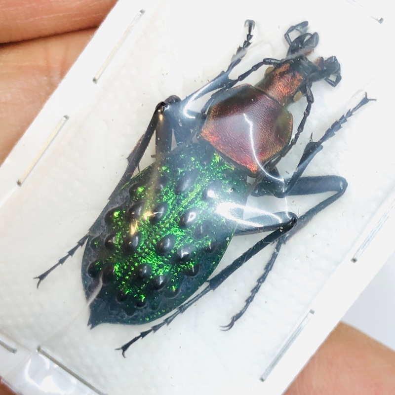 Carabus (Coptolabrus) pustulifer ssp 38mm A- No.2495 easy repair