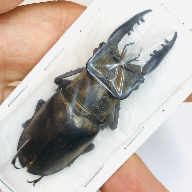 Lucanidae Lucanus fanjingshanus 65mm A1 No.2497