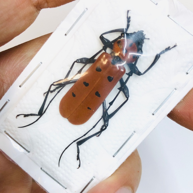 Cerambycidae Rosalia sp 32mm A1 No.2500