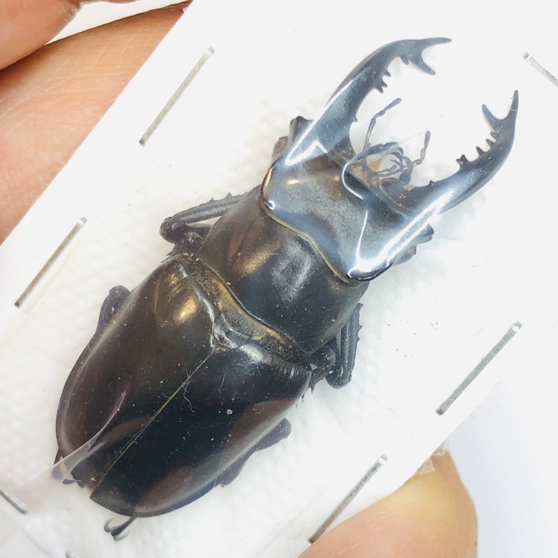 Lucanidae Lucanus takeoi 45mm A1 No.2496