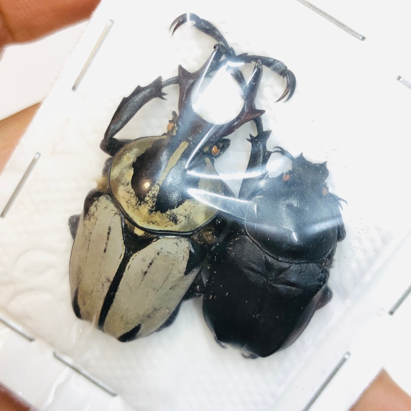 Cetoniidae Dicranocepahlus adamsi 36mm23mm A1 No.2508 PERFECT