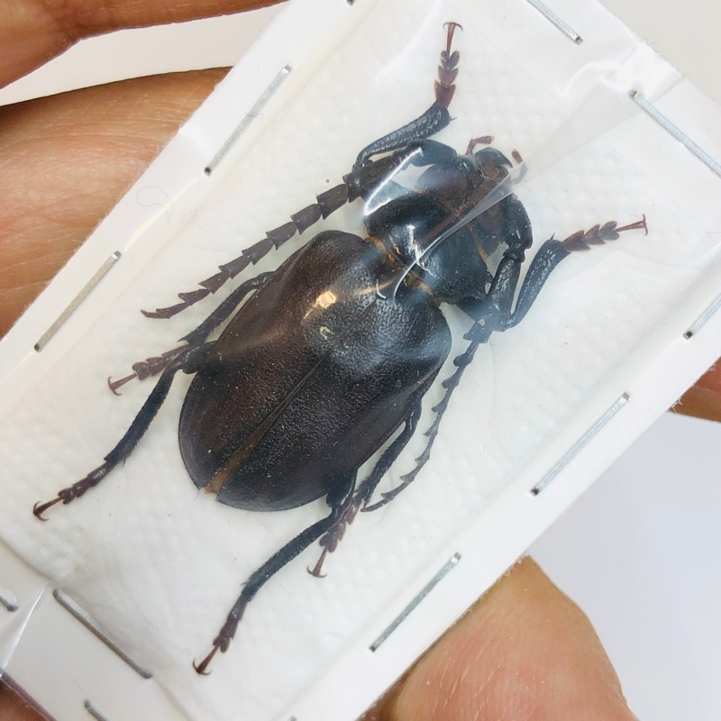 Cerambycidae Prionus delavayi 31mm A1 No.2504