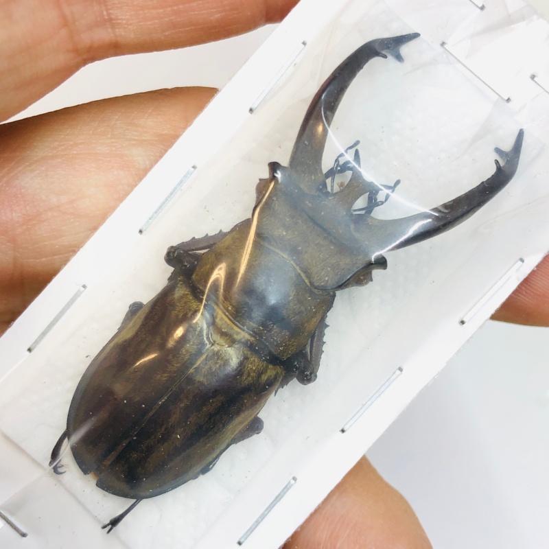 Lucanidae Lucanus victorius 57mm A1 No.2511