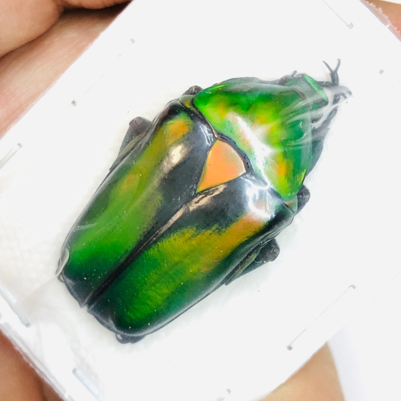 Cetoniidae Rhomborrhina resplendens 33mm A1 from Huzhou Zhejiang No.2657 ONLY ONE