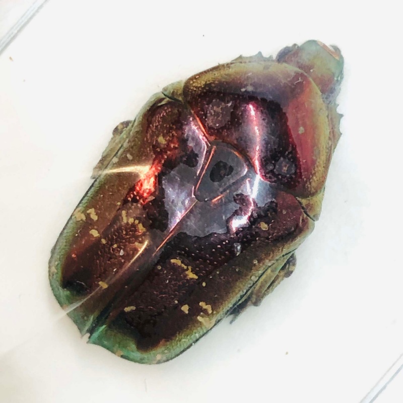 Cetoniidae Protaetia sp 22mm A1 from Huaihua Hunan No.2663 RED