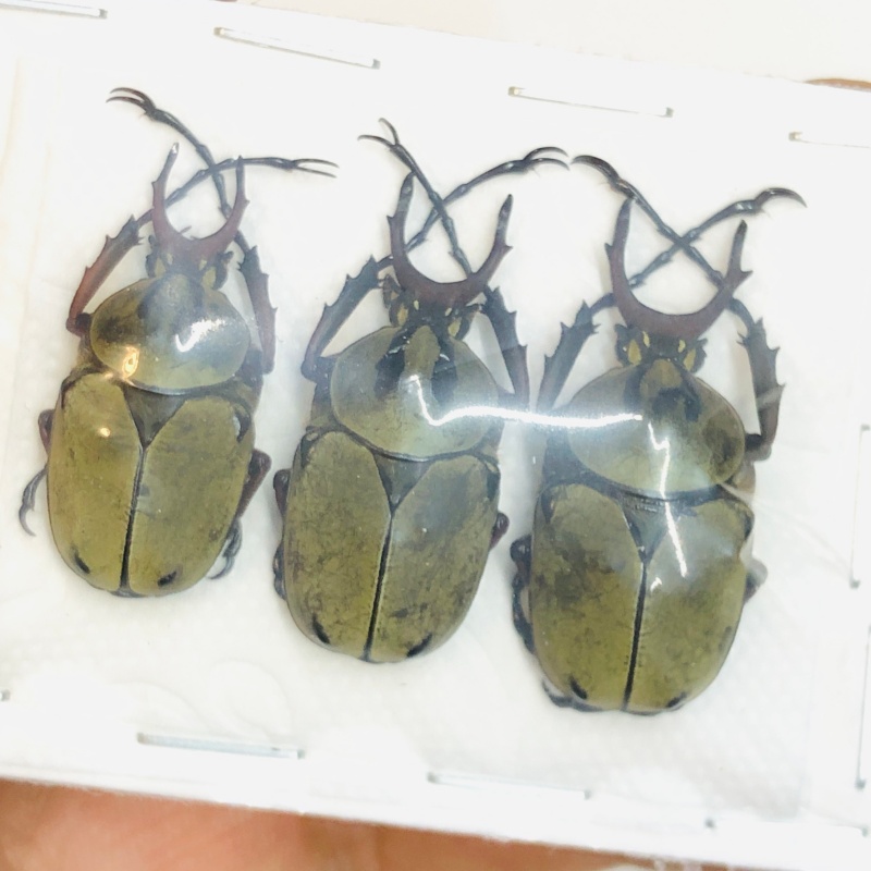 Cetoniidae Dicronocephalus chenliae 3pcs 25-29mm A1 No.2686
