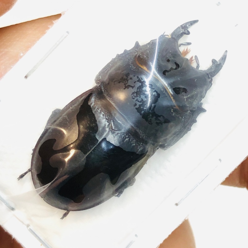 Lucanidae Aulacostethus tianmuxing 34mm A1 No.2701