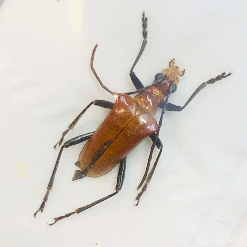 Cerambycidae sp 12mm A1 No.2712