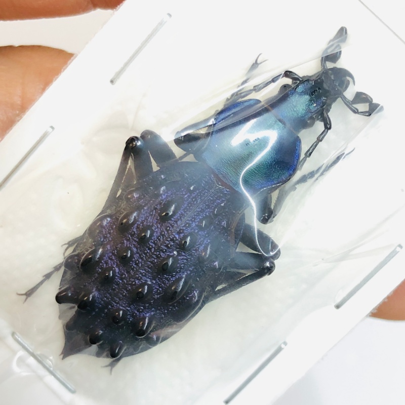 Carabus (Coptolabrus) pustulifer mirificus 41mm A1 No.2720