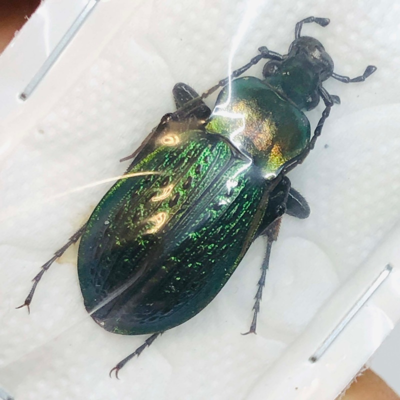 Carabus (Isiocarabus) hienfoungi 26mm A1 No.2721