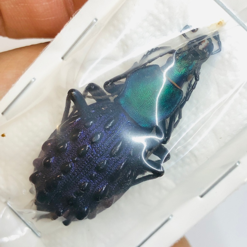 Carabus (Coptolabrus) pustulifer mirificus 44mm A1 No.2719