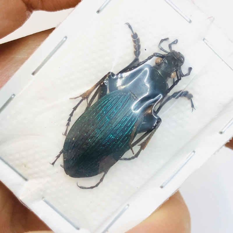 Carabus (Apotomopterus) adolescens 29mm A1 No.2736