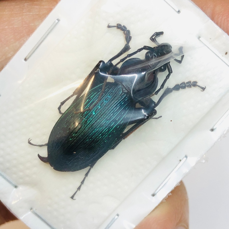 Carabus (Apotomopterus) adolescens 29mm A1 No.2737