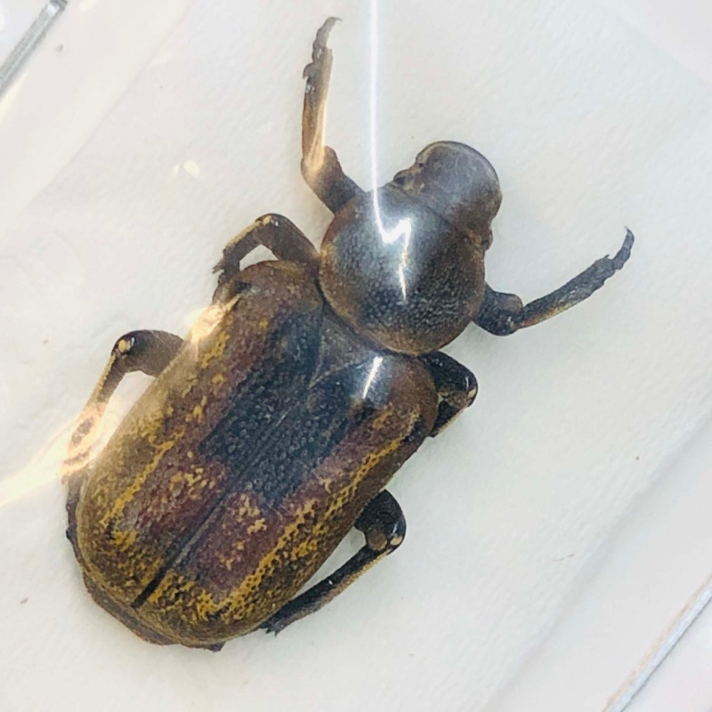 Cetoniidae Clinterocera sp 18mm A1 No.2740