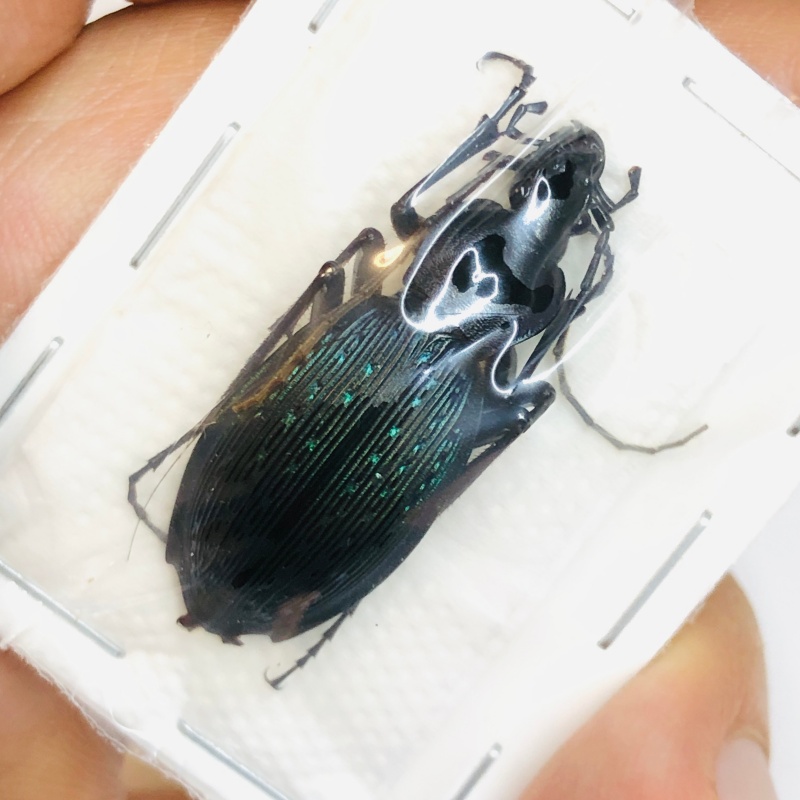 Carabus (Apotomopterus) adolescens 32mm A1 No.2735