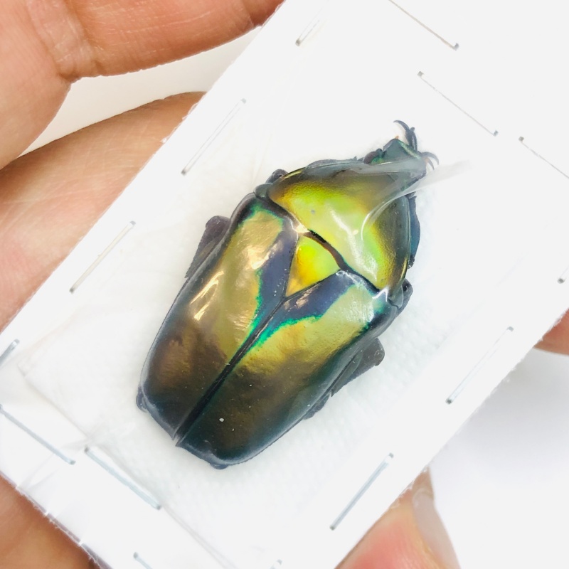 Cetoniidae Rhomborrhina sp 35mm A1 No.2946  Rare Golden