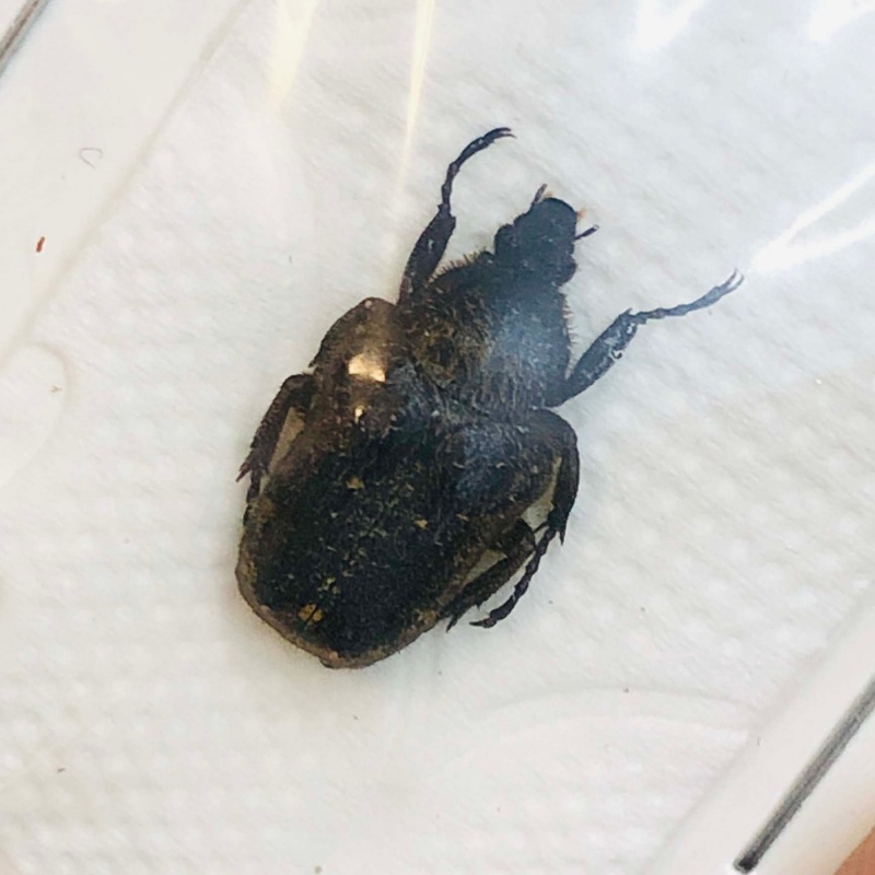 Cetoniidae Parapilinurgus variegatus 14mm A1 No.2958