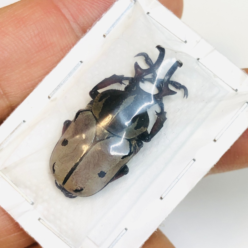 Cetoniidae Dicranocephalus dabryi 30mm A1 No.2956