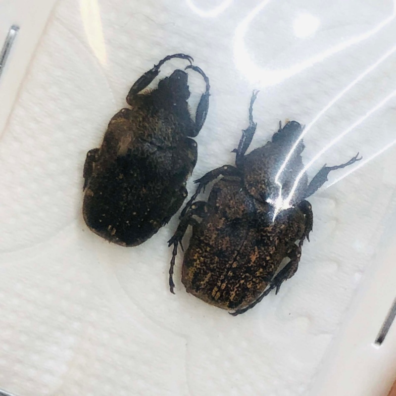 Cetoniidae Parapilinurgus variegatus 12mm14mm A1 No.2960