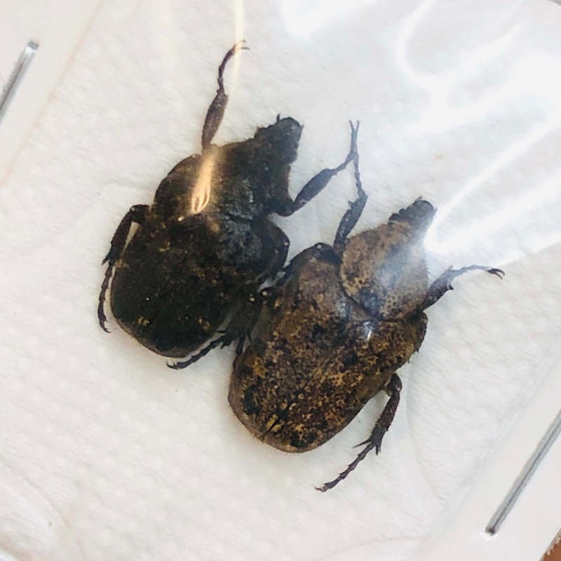 Cetoniidae Parapilinurgus variegatus 12mm14mm A1 No.2959